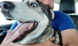 狗子今日爆料最新消息,最新热点事件深度解析